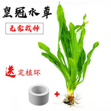[京选推荐]易养耐养好活不用水草泥的真水草活体水草植物绿菊蜈蚣皇冠水榕 大叶绿九冠1棵(带固定磁环)