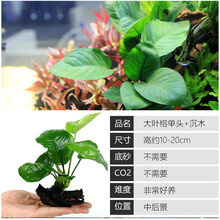 大九叶皇冠草真水草鱼缸装饰活体懒人水草淡水有茎类中后景阴性草 【单头大叶榕】