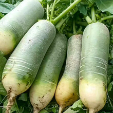 寿禾 水果萝卜种子罗卜北方春季秋季播种蔬菜种孑沙窝萝卜籽家庭大田种植绿青萝卜种籽菜籽 冰糖萝卜种子 10g袋装