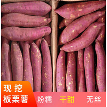 陕西临潼新鲜板栗红薯地瓜现挖现发干甜粉糯红5/10斤批发番薯 5斤 精选