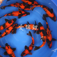 锦鲤纯种活体鱼日本红白锦鲤昭和乌金白写大正锦鲤冷水鱼风水鱼小锦鲤鱼苗淡水观赏鱼 绯写锦鲤 13-17CM1条