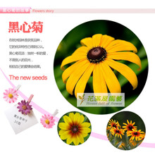 各种花种子夏季花种子易种四季易活室内室外适合夏天种的花种 黑色 黑心菊50粒