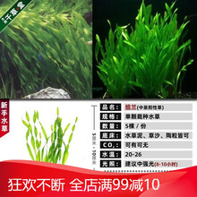 新手懒人活体淡水鱼缸水族箱装饰增氧中后景水草造景植物套餐 扭兰5棵一份 - (同款拍3发4)