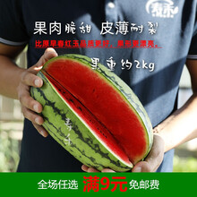 特大西瓜种子种籽苗麒麟懒汉早佳8424四季南方秧盆栽嫁接孑秧苗 早春红玉西瓜苗 5棵