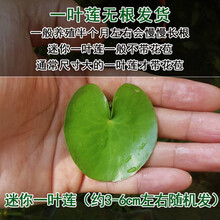 [京选推荐]鱼缸浮萍水草活体水生植物浮性除NO3净化水质微景观水族箱满 迷你一叶莲4个(3-6cm左右)