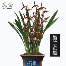 建兰蓝宝石 中矮种兰花苗 夏带花苞出售浓香花卉新手好养兰花盆栽 企黑3苗壮苗