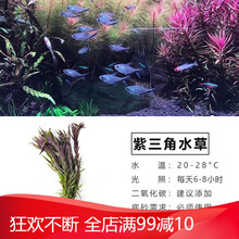 鱼缸活体水草植物造景懒人增氧莫斯种子淡水水榕中后景真装饰套餐 紫三角