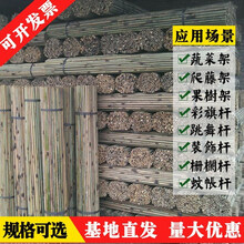 沫澄小竹子细竹竿子棍3米2米菜园搭架旗竹杆架种菜豆角黄瓜架菜竹杆子 1.5厘米粗1.4-1.5米长50根