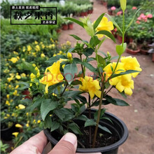法国香水茉莉花苗花卉绿植盆栽 黄香水茉莉花苗 冬季耐寒植物花卉绿植 室内外阳台植物 法国香水中苗