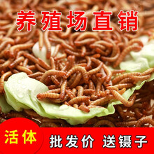 kerry面包虫活体 黄粉虫活虫 大麦虫活体 幼虫 乌龟 仓鼠饲料 画眉 鹦鹉 鱼饵料 500条+小包麦麸+镊子