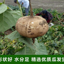凉薯现挖新鲜蔬菜水果农家自种白地瓜豆薯番薯2 /5 /10斤 3斤凉薯 现挖现发