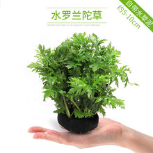大九叶皇冠草真水草鱼缸装饰活体懒人水草淡水有茎类中后景阴性草 水罗兰陀