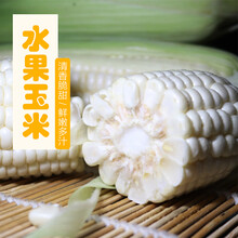 （现摘现发）水果牛奶玉米4斤新鲜水果甜玉米棒生吃爆浆冰糖白玉米粒 严选2个装