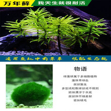 万年藓水草活体耐活耐低温苔藓鱼缸水族箱生态瓶雨淋缸造景活水草 绿藻球2颗+万年藓3颗