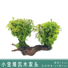 懒人水草新手鱼缸造景水草植物水榕水草水族箱造景沉木装饰活 小宝塔+沉木2头
