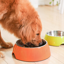 休普狗碗食盆泰迪猫碗大型犬不锈钢双碗宠物狗狗用品猫食盆狗食盆 橙色 M-碗口直径14深4cm 5-15斤内