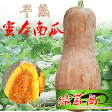 新种蜜本南瓜种籽超甜粉甜密本高产大田巨型蔬菜瓜果长南瓜子孑春季种 蜜本南瓜种子20粒(原装)