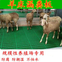 七六牧业羊床漏粪板塑料羊床板养羊专用钢网竹板羊床养殖场设备羊圈板 蓝色小缝60x70