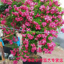木香花种子 黄白红木香花苗种子浓香爬藤植物阳台四季攀援花卉 红木香花种子100粒