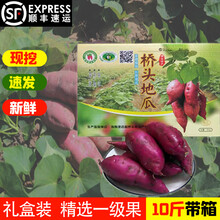 （顺丰礼盒）海南澄迈桥头富硒地瓜新鲜农家沙地番薯粉糯香甜板栗红薯5/8斤整箱 5斤