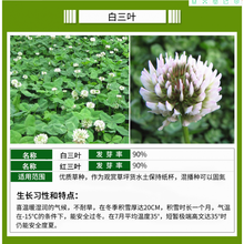 草坪种子四季常青草籽免修剪狗牙根高羊茅黑麦草早熟禾白三叶护坡草皮草子种草籽四季易商 进口白三叶净子1斤【美化景观】