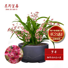 东郡贸易国兰 跳舞香水文心兰 梦香 冬带浓香味花苞 精品文心兰花苗室内好养鲜花卉盆栽办公室绿植物盆景 中盆开红色花2-4苗，原培养基发货