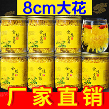 金丝皇菊 菊花茶一朵一杯黄菊黄山 可搭配怀宁菊散装婺源大菊花灵菊 非特级高山富硒庐山金菊修水九九和仁 2罐【约120朵】