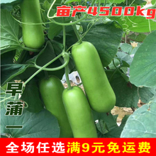 短棒瓠瓜种子早熟蒲瓜瓠子瓜种籽菜葫芦高产春季秋季四季农家种孑 10包孝感瓠子