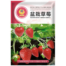 凤鸣雅世菜种子盆栽草莓种子500粒