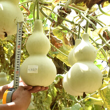 大酒葫芦种子酒仙葫芦宝葫芦种籽苗盆栽爬藤蔬菜种子观赏文玩庭院 大酒葫芦10粒