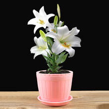 沭之美百合花种球盆栽 香水百合带芽花苗套餐 盆栽花卉绿植 白百合 仿木桶盆套装