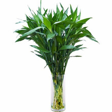 桌面水培巴西木 碗莲 百合 水仙花种球西洋球根 水仙花种子水培花卉植物 多头洋水仙花大种球迎客松盆栽 富贵竹70厘米左右不含盆