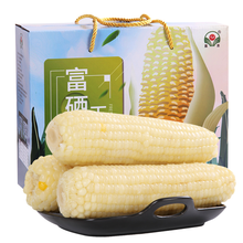 露茵富硒白糯玉米棒新鲜甜粘黏玉米230g*8非转基因真空方便早餐生鲜
