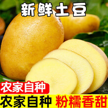 土豆新鲜土豆斤农家自种蔬菜红皮黄心土豆批发马铃薯洋芋生鲜 5斤