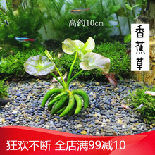 水草造景前景草大全爬地珍珠小红椒迷你皇冠牛毛草椒草活体水草 香蕉草一棵