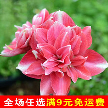 精灵朱顶红单瓣朱顶红种球大球地栽球根观花植物盆栽花卉 双梦30-32CM 28-30CM