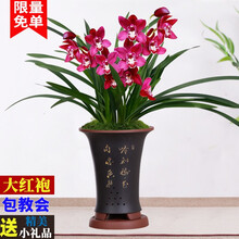 超香兰花 蓝宝石 当年开花 满屋飘香兰花苗 大花室内四季常青花卉 5苗连体【建兰大红袍】