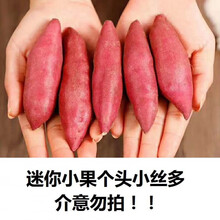 【粉糯香甜】四川现挖新鲜白心红薯沙地番薯地瓜白薯甜蜜薯板栗薯 【迷你小果】5斤