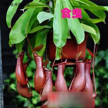 小州传之奇花草种子 除虫菊阳台室内盆栽花卉食虫草 捕蝇草籽 夜来香种子 猪笼草50粒