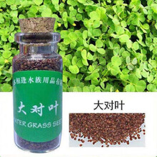 豆乐奇 小对叶鱼缸造景水族箱水草种子鱼缸装饰大对叶牛毛好养耐活前景草 大对叶1瓶约10ml新手建议饲养