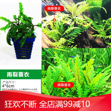 椒草活体真水草椒榕绿温蒂椒红椒青椒咖啡椒鱼缸装饰造景可绑沉木 【中景】雨裂蓑衣