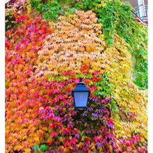 纳格兰爬山虎种子 爬山虎种孑种子爬藤植物爬山虎苗籽室内小叶三叶户外红叶盆栽 混合爬山虎种子200粒+肥)