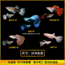 于家林子孔雀鱼活体小型热带观赏鱼淡水鱼鱼缸造景凤尾鱼繁殖鱼下崽鱼黑玛丽米奇鱼纯种孔雀鱼 象牙白/红扇/大耳/银河/冰蓝各1对