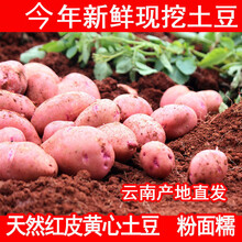 今年云南高原新鲜现挖红皮黄心土豆5斤10斤 洋芋 马铃薯 中果5斤