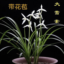 现不带花苞 单苗价格 兰花云南莲瓣兰名品浓香型兰花苗 名贵耐寒 大雪素 拍多件发连体苗 不含盆
