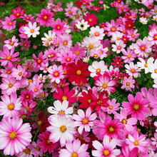 纳格兰番茄种子四季易种盆栽可水果室内外阳台蔬菜种子大全 (波斯菊200粒+生根肥)