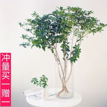 轻奢芊阙马醉木水培植物鲜切枝条室内绿植花卉麦一发二 50-60cm两支再40cm