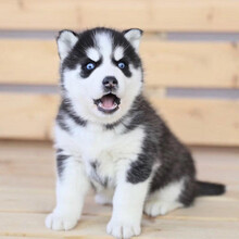 纯种哈士奇幼犬活体雪橇犬二哈幼犬西伯利亚蓝眼三火烟灰色哈士奇幼仔中型犬哈士奇雪橇活体宠物狗狗公母 A级哈士奇 公