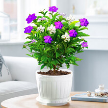 莎之槿园艺【茉莉花专区】茉莉花盆栽带花苞室内花卉观花植物四季好养开花不断香水茉莉非洲茉莉绿植 双色茉莉 （木桶盆） 含盆