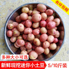 云南小土豆新鲜5斤蔬菜红皮洋芋批发迷你小黄心土豆现挖现发 【中果】现挖土豆 5斤净重